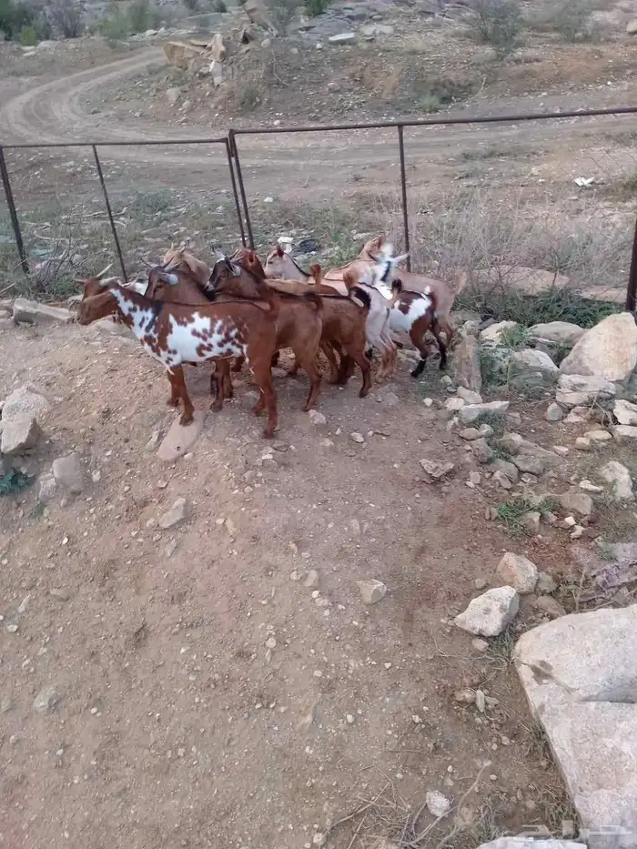 تيوس ذكران كلها 0