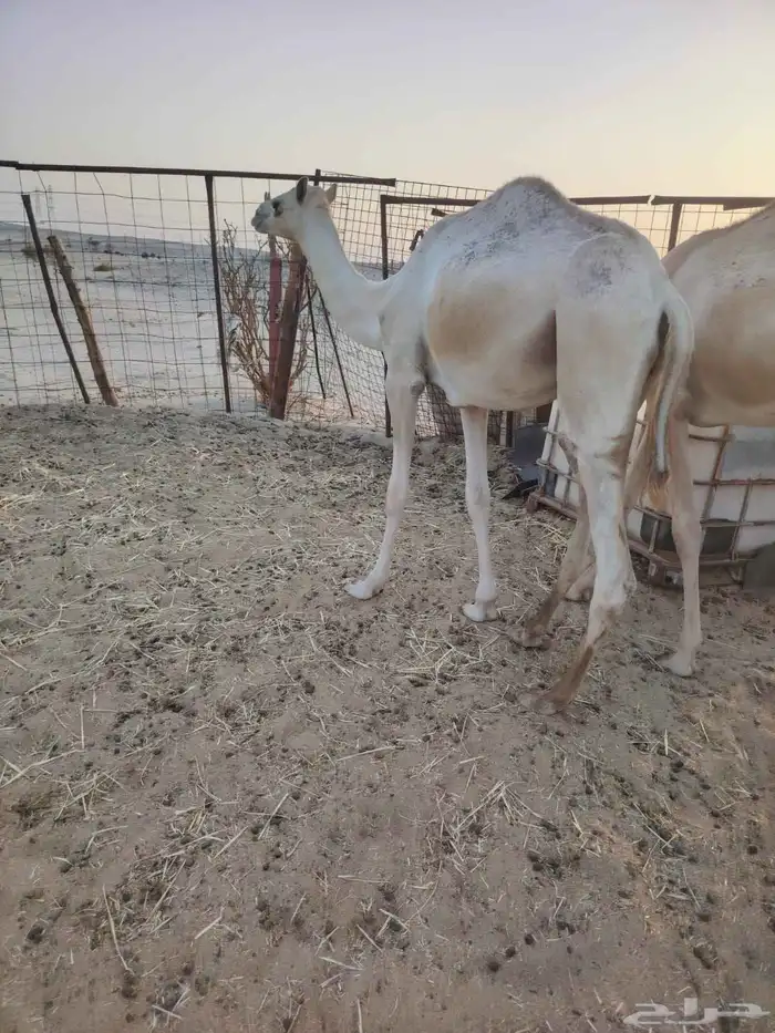 قعود جزر 1