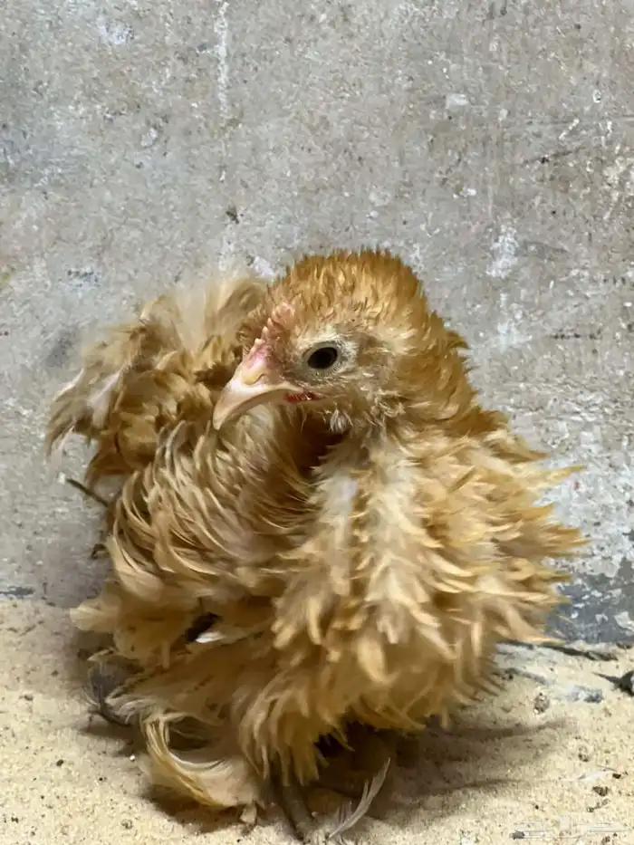 كوشن فرزل (مفتل) 2