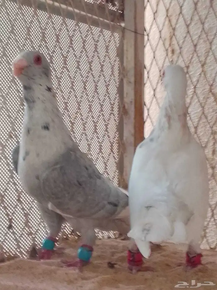 مساويد اخوان جاهزين 3