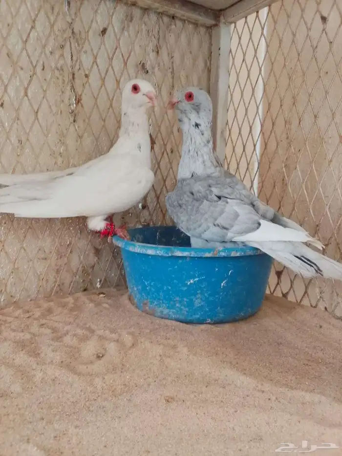 مساويد اخوان جاهزين 2