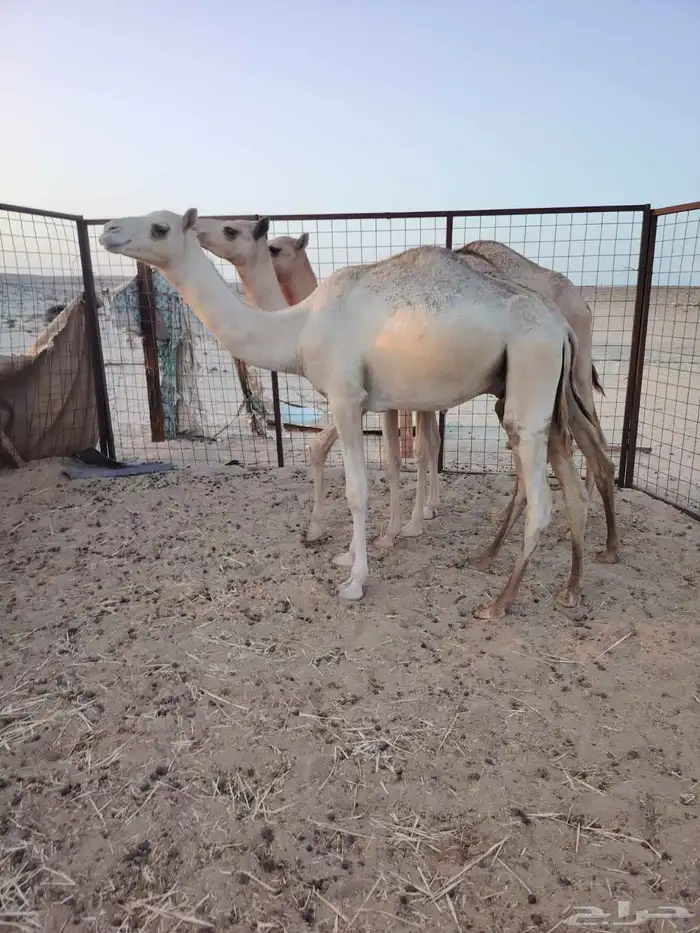 قعود جزر 2
