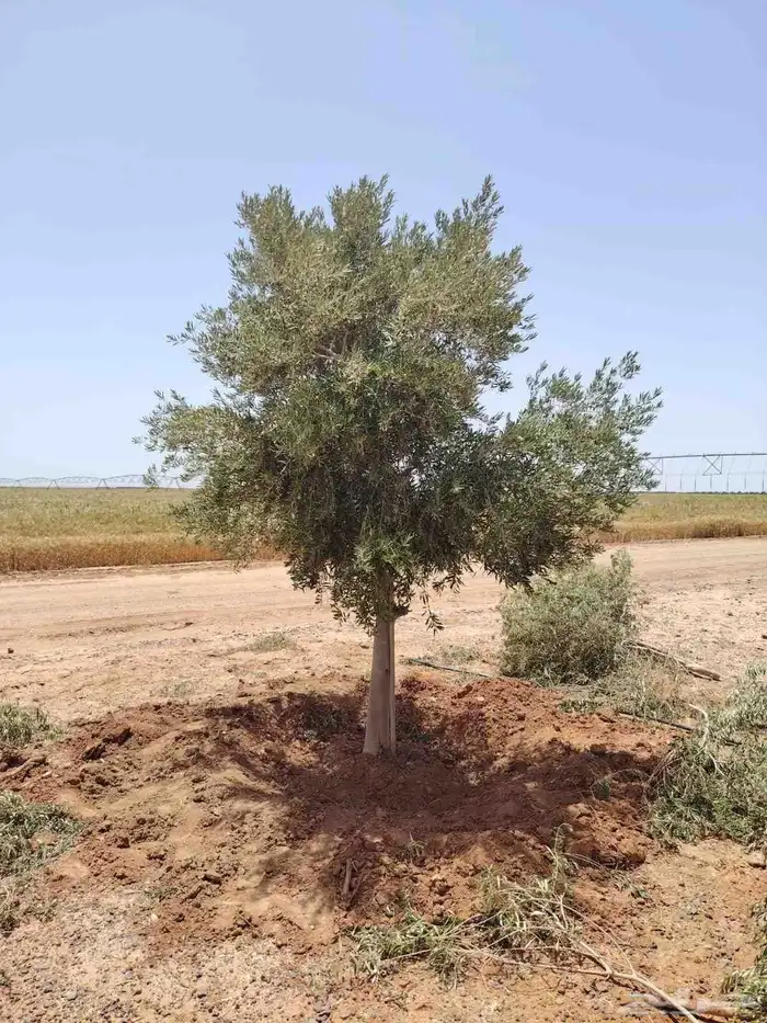 يوجد لديناء جميع انواع الشجار الزيتون المثمر 8