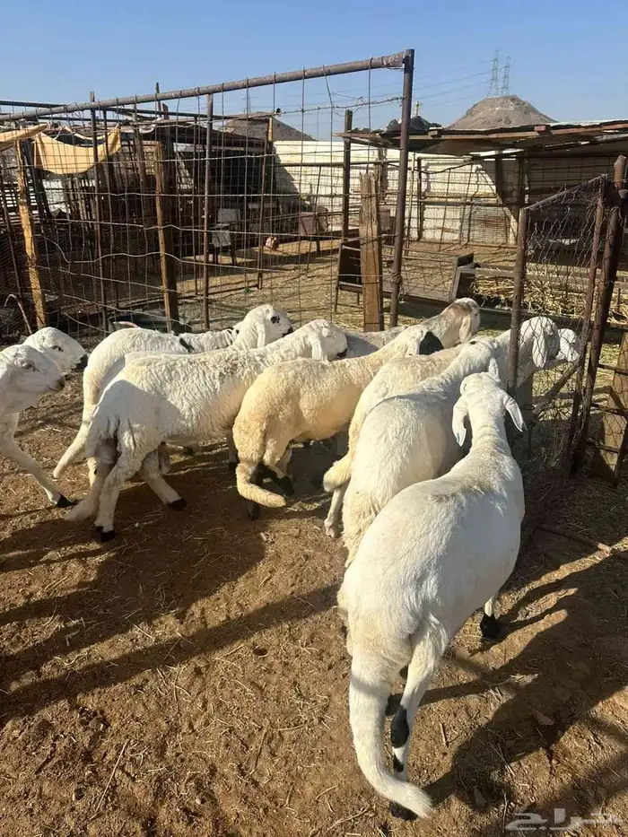 سواكن مرابي جذعان وثنيان 3