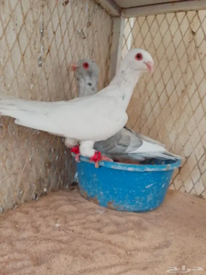 مساويد اخوان جاهزين 0