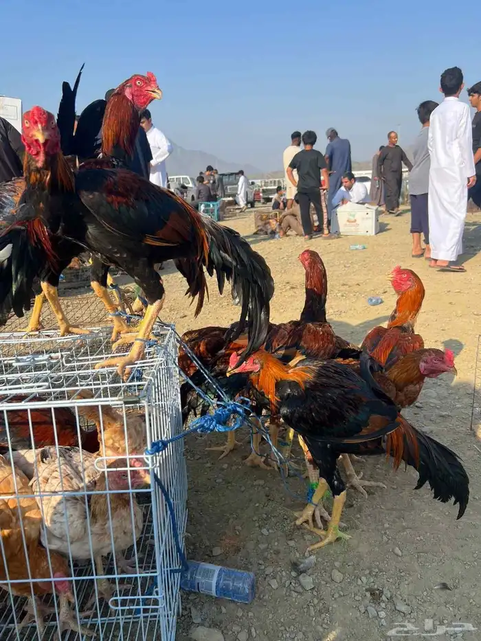 ديوك بكستاني 6