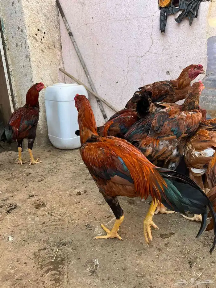 ديوك بكستاني 0