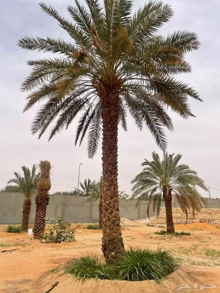 يوجد لدينا جميع انواع انخيل العربي وزينه الوشنطني 8