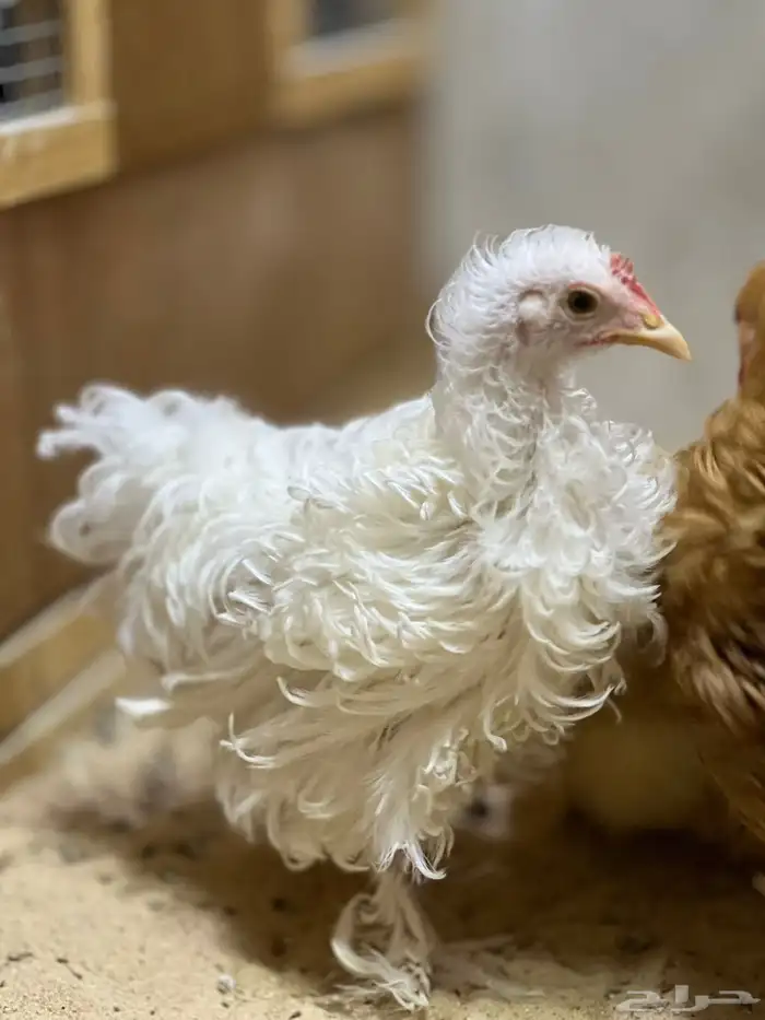 كوشن فرزل (مفتل) 1