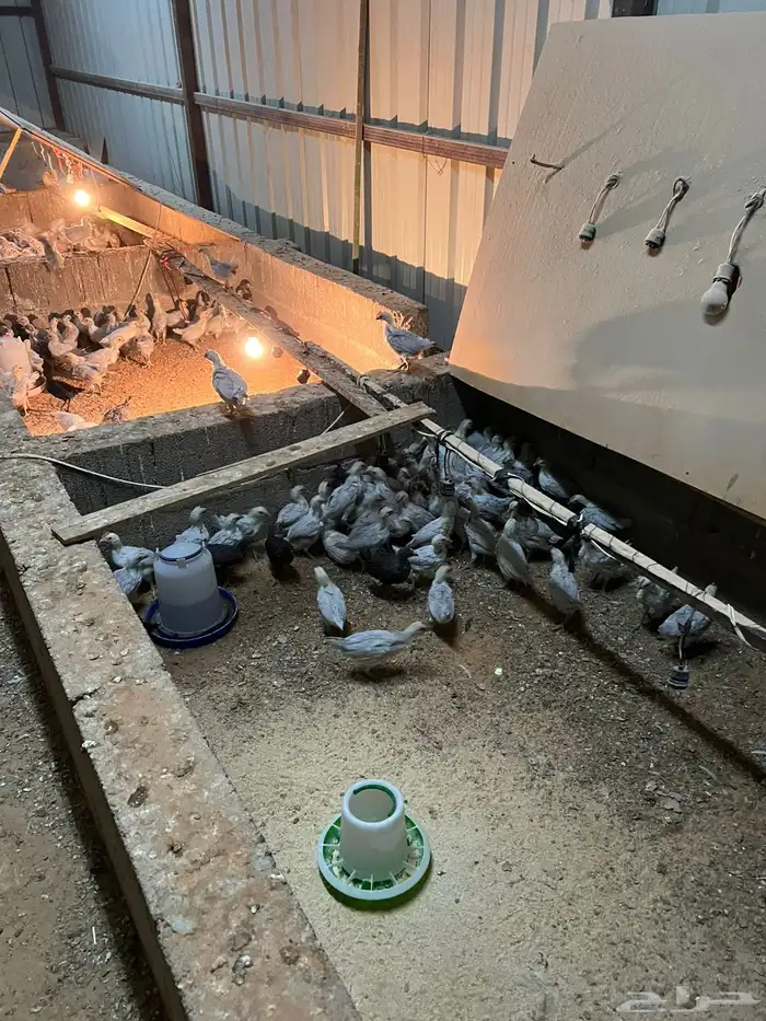 صوص فيومي المنيوم اصل 2