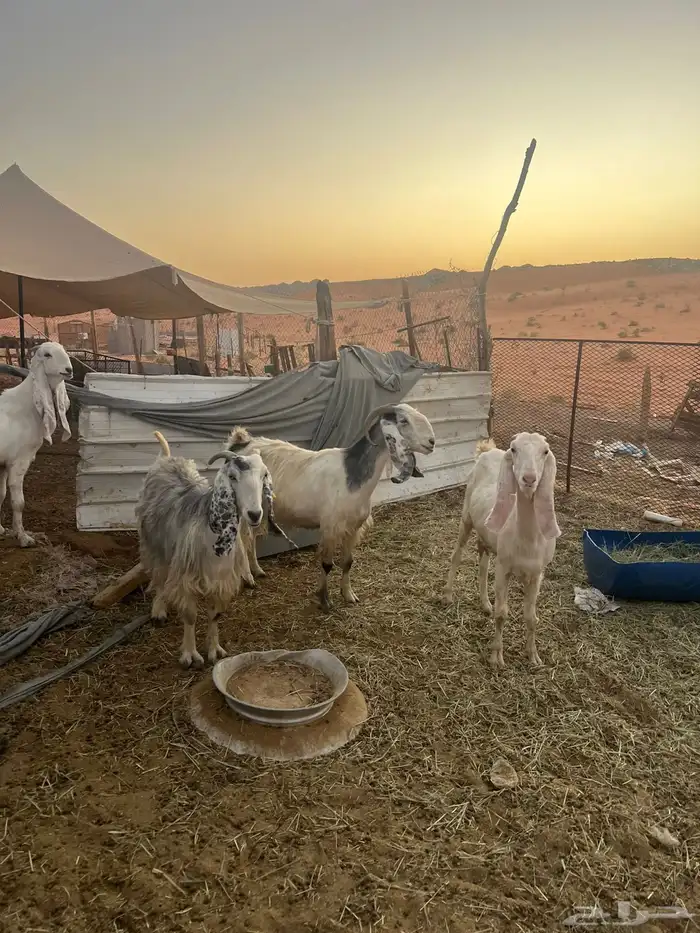 معزا مشاريك 1