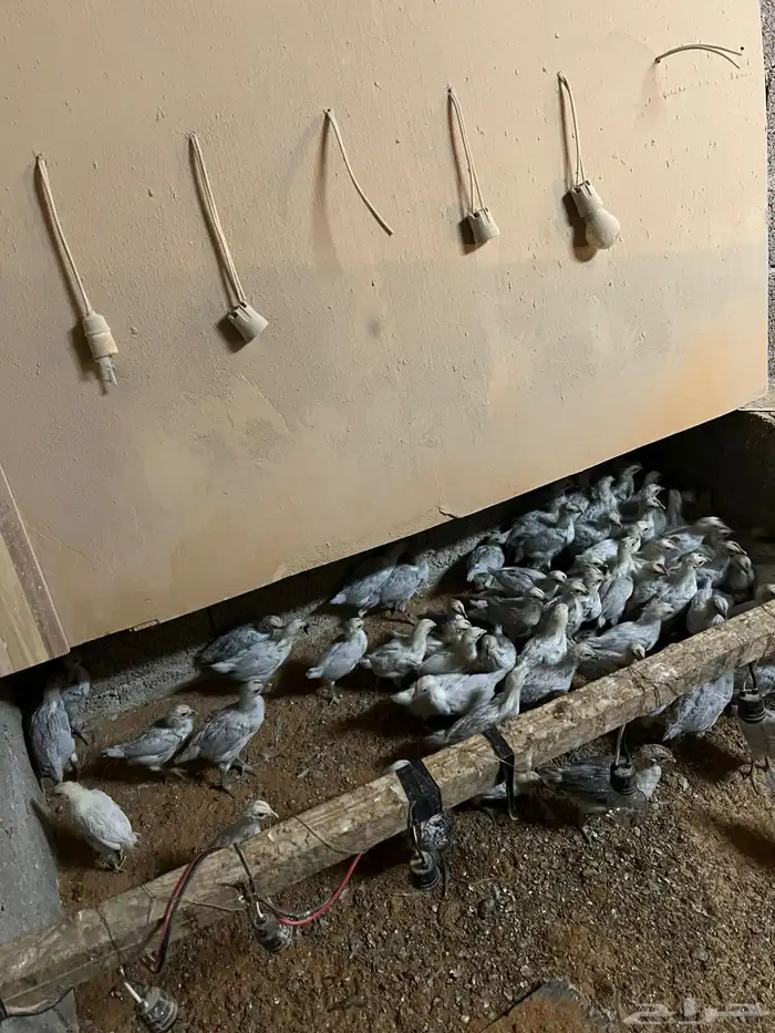 صوص فيومي المنيوم اصل 4