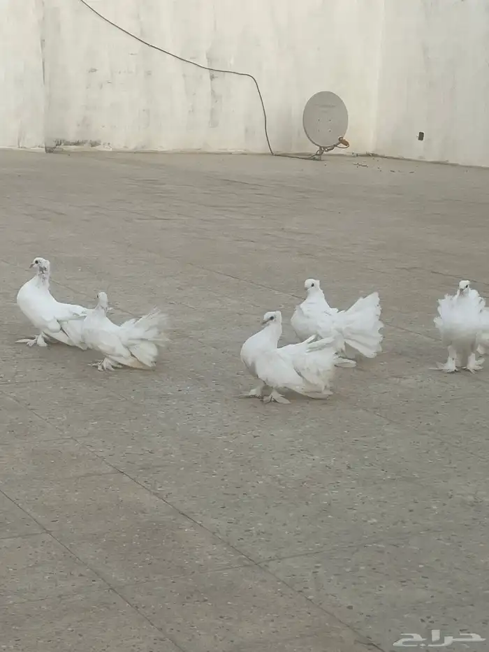 للبيع حمام رقاص 6