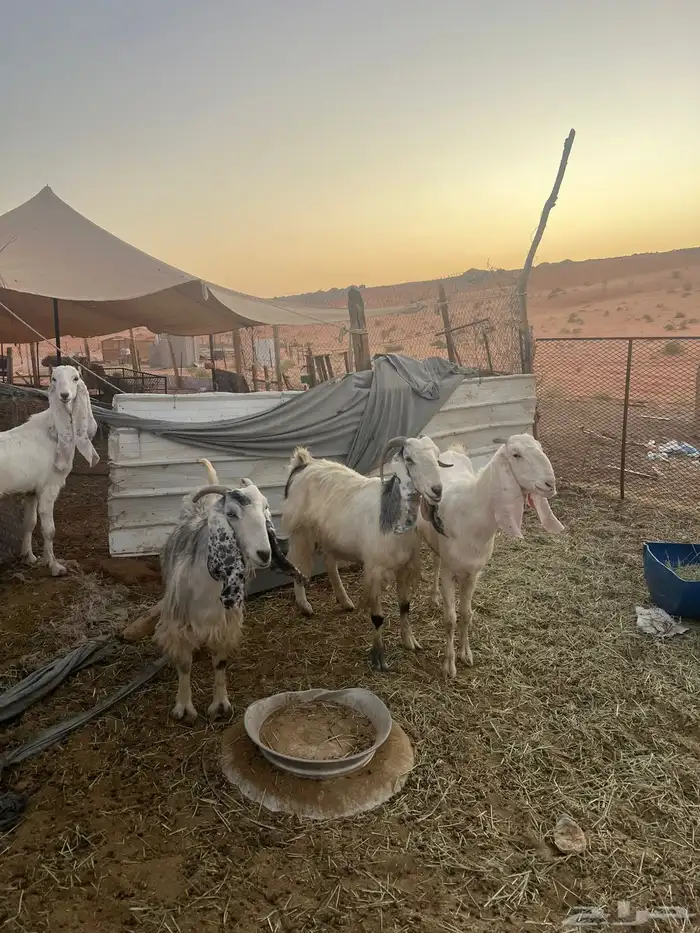 معزا مشاريك 2