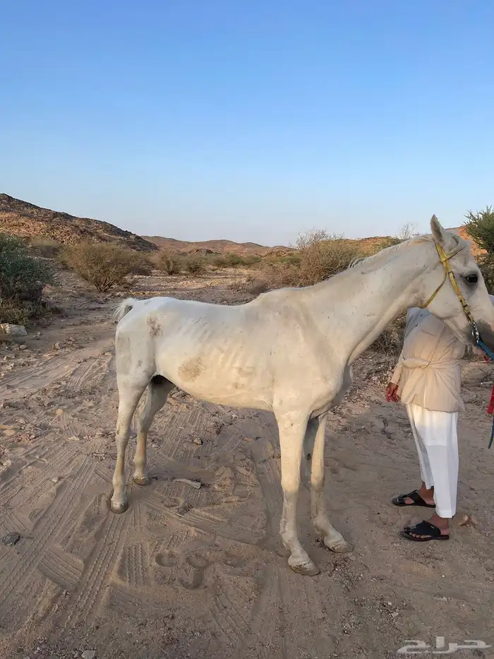 حصان للبيع شعبي عمره 9 سنوات 2