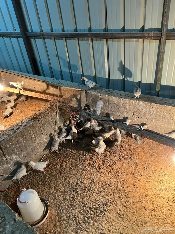 صوص فيومي المنيوم اصل 3