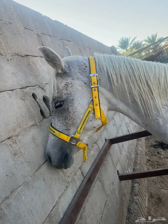 خيل 0
