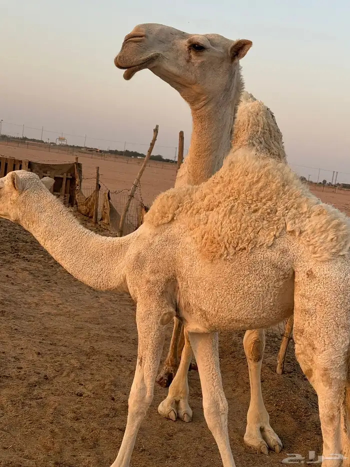 للبيع اعشراء وضحى 1
