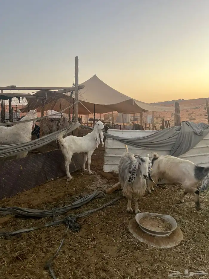 معزا مشاريك 0