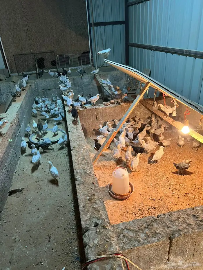 صوص فيومي المنيوم اصل 1