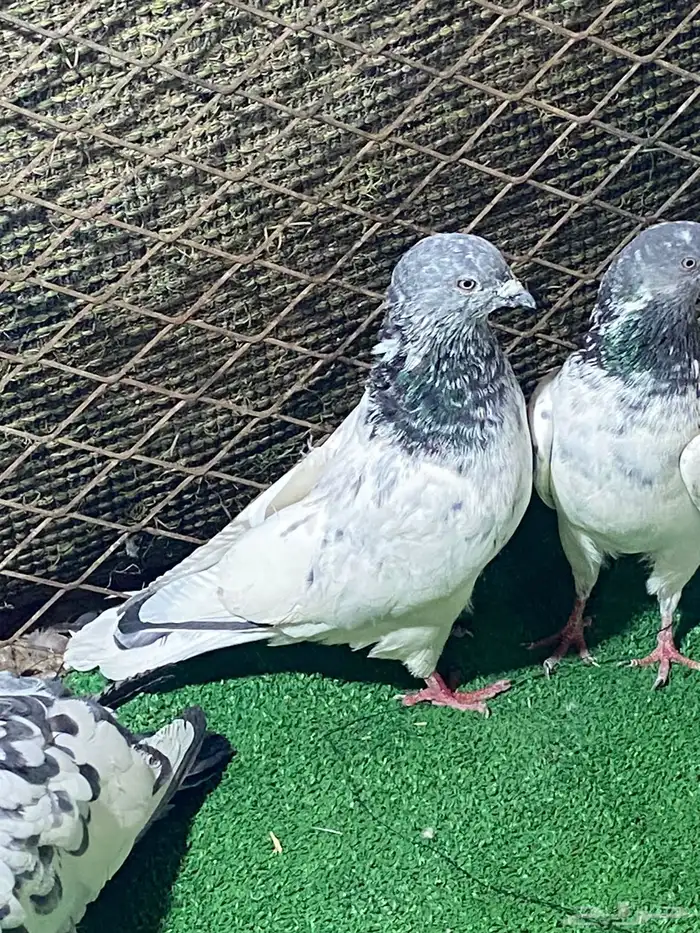 باكستاني شرط المطيار 2