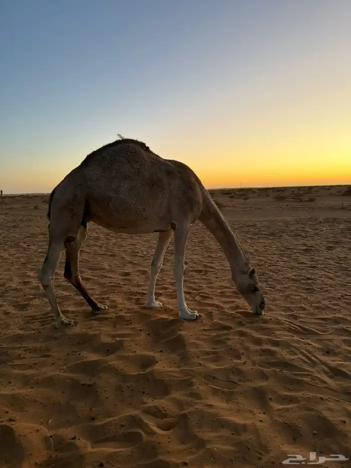 ضريبه 1
