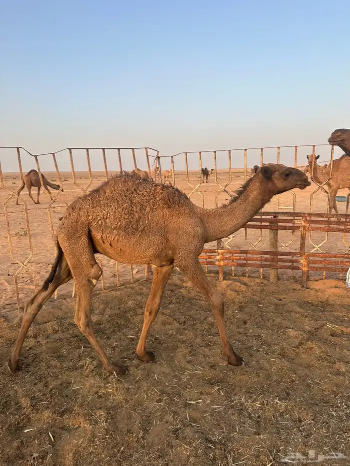 للبيع حاشي لباني بري 1