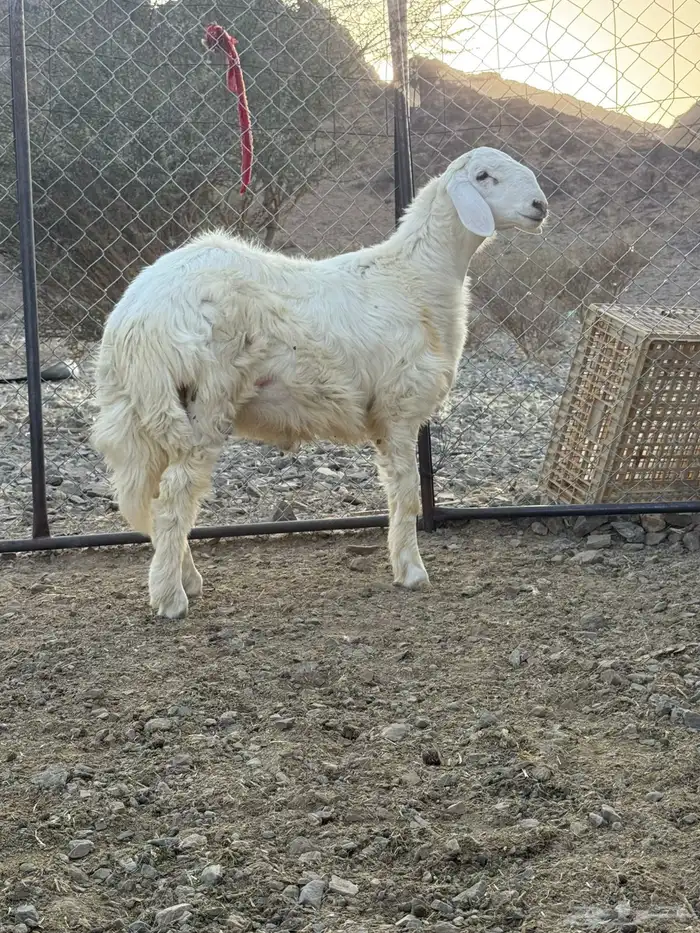 مشروع فحل حري 0