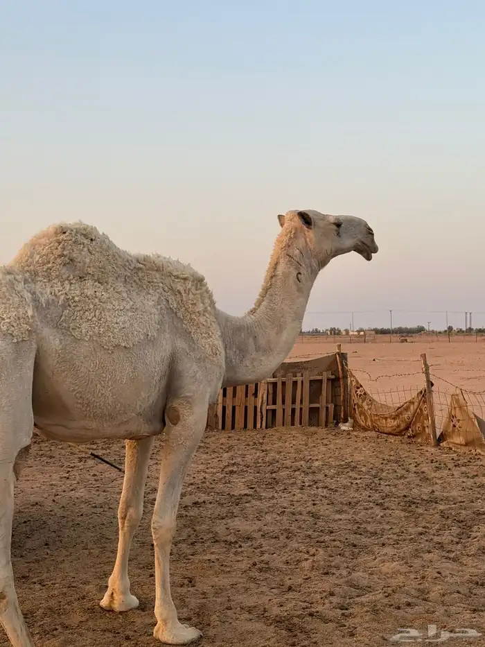 للبيع اعشراء وضحى 3