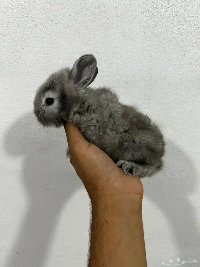 ارنب هنقورا بيور من النوادر 1