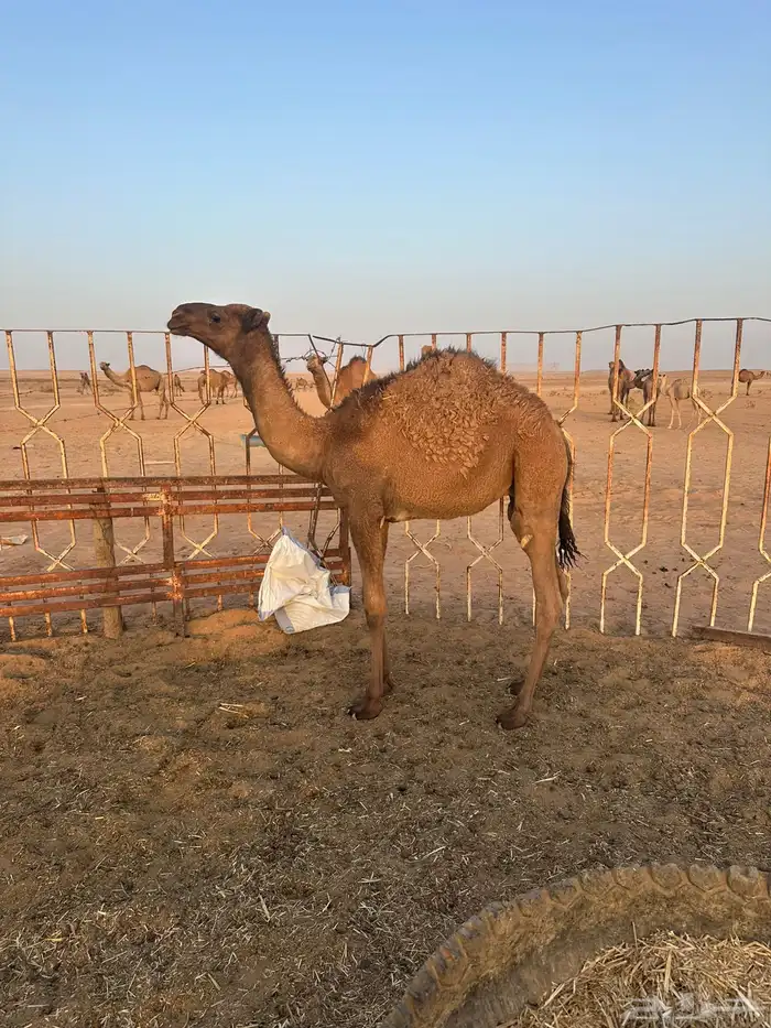 للبيع حاشي لباني بري 0