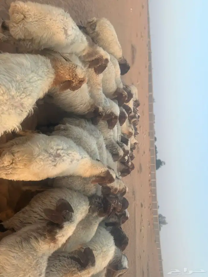 غنم نعيمي 0