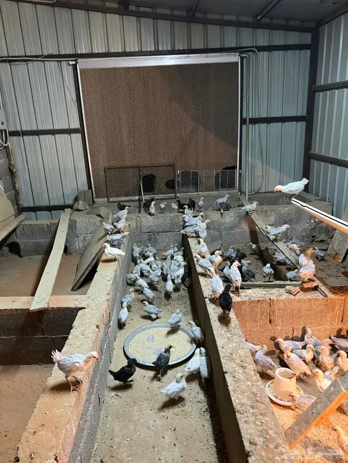 صوص فيومي المنيوم اصل 0