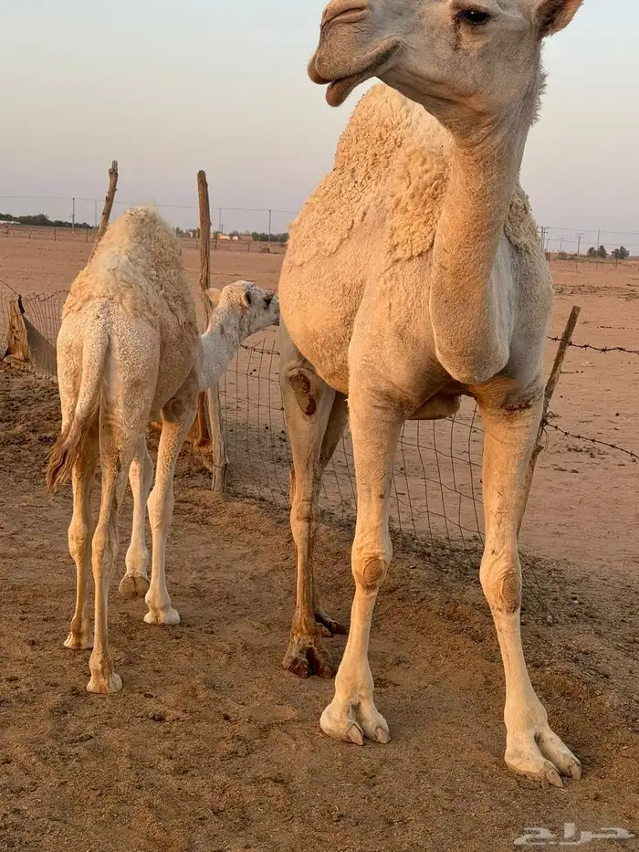 للبيع اعشراء وضحى 2
