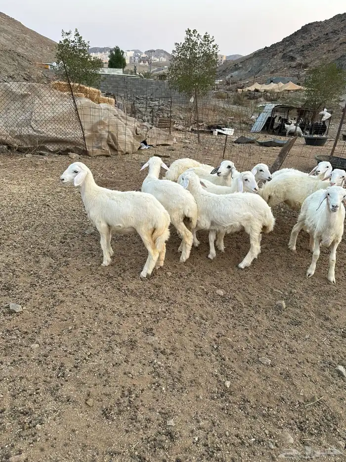 طليان ورخال جمله وتفريد بهم مراح 1