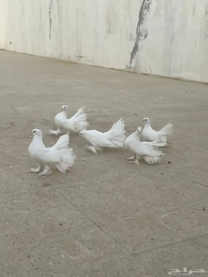 للبيع حمام رقاص 7
