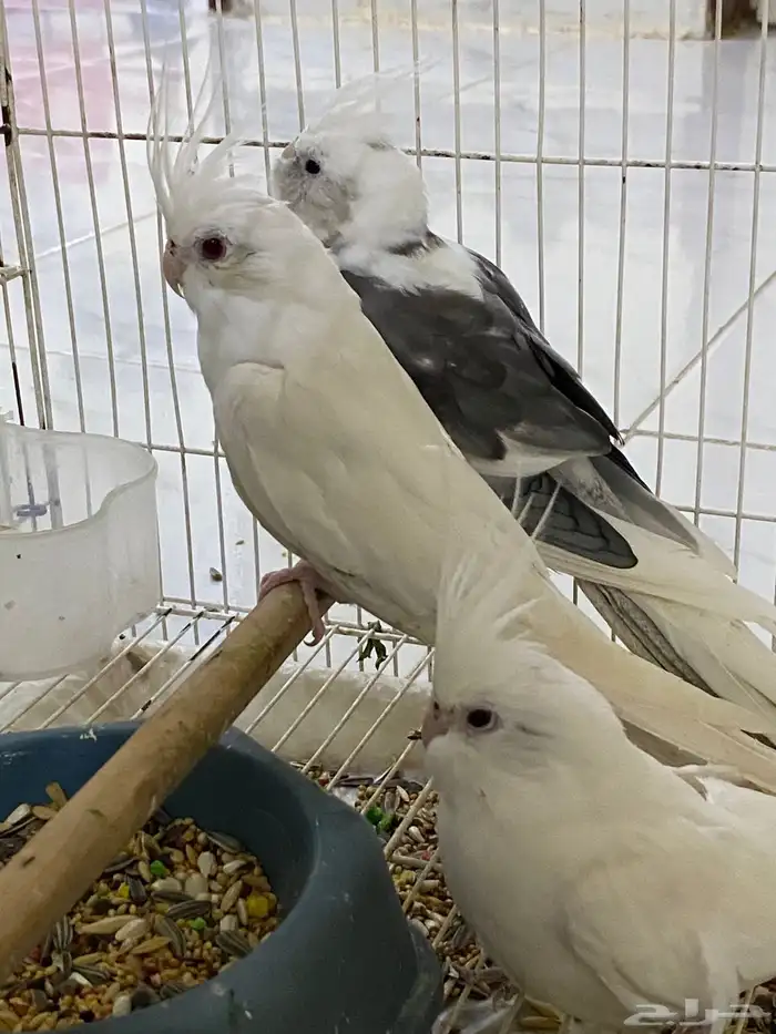 كروانات البينو وهولندي للبيع او البدل المناسب 4