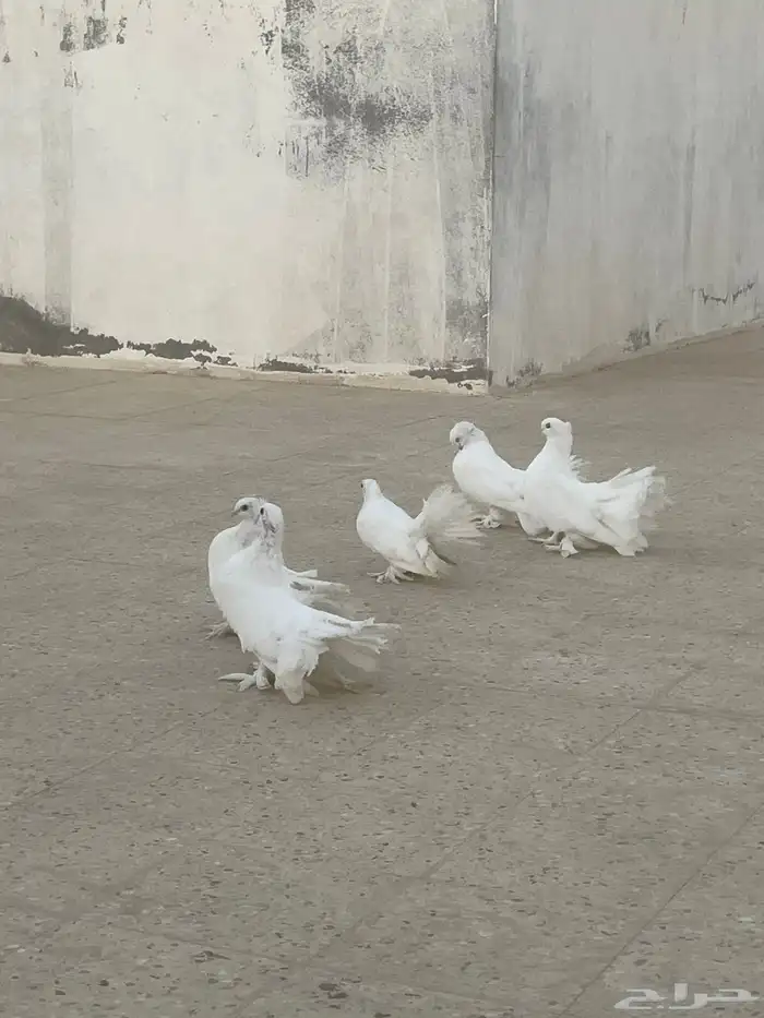 للبيع حمام رقاص 8
