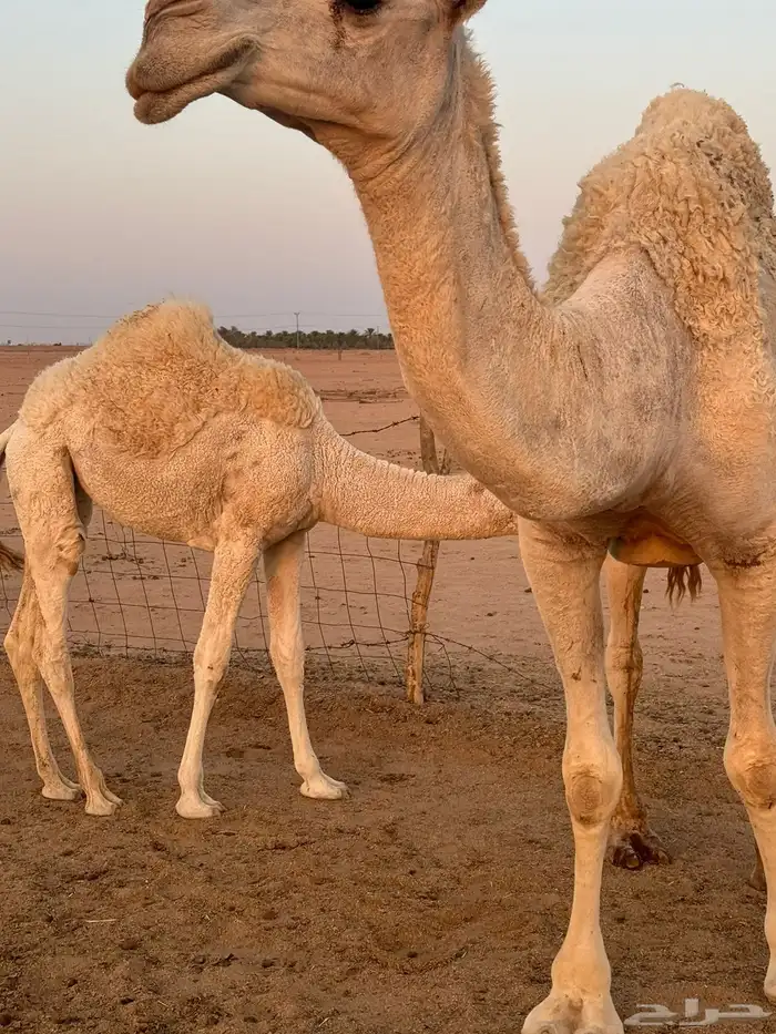 للبيع اعشراء وضحى 0