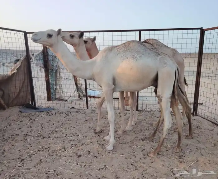 قعود جزر 0