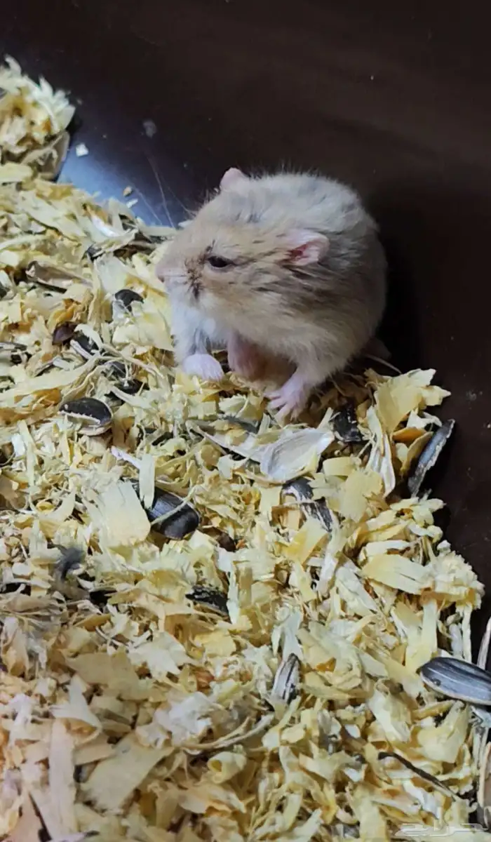 هامستر روسي بني Russian Hamster 1