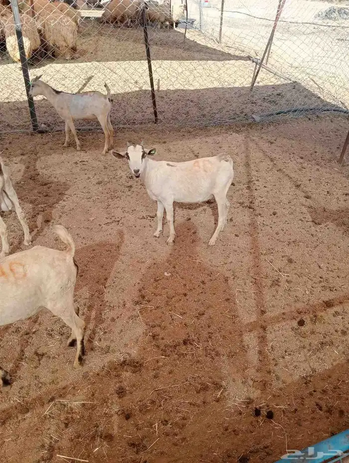 تيوس و مواشي 3