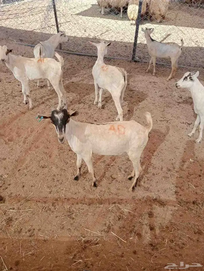 تيوس و مواشي 4