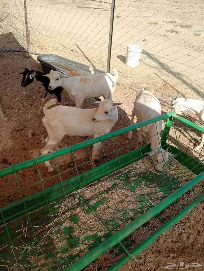 تيوس و مواشي 6