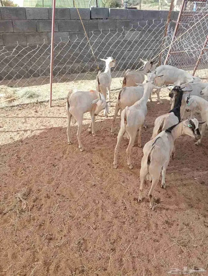 تيوس و مواشي 2