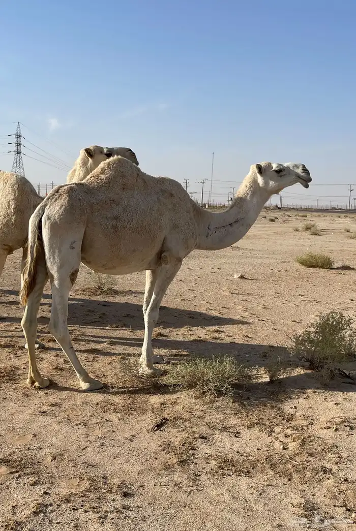 ناقه ضريبه 2