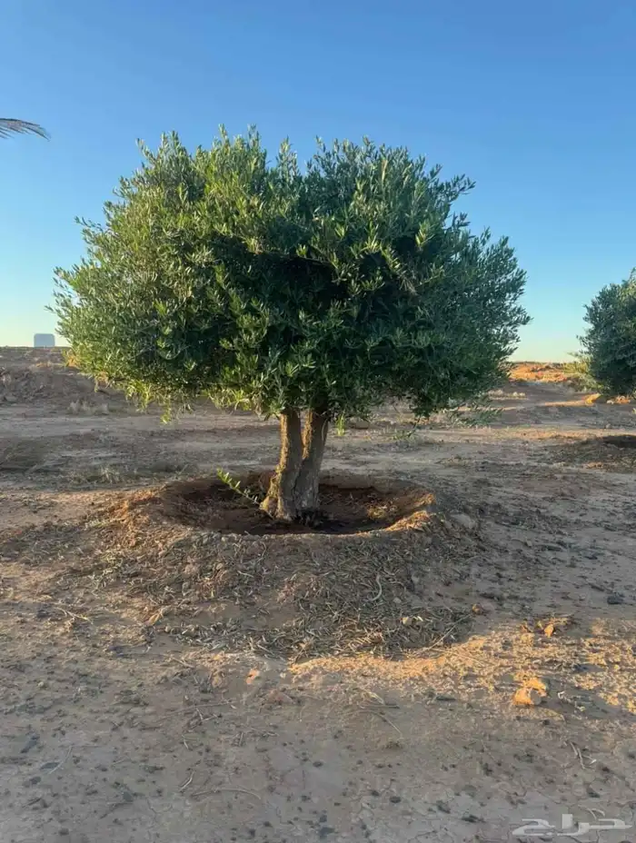 زيتون نيبالي 6