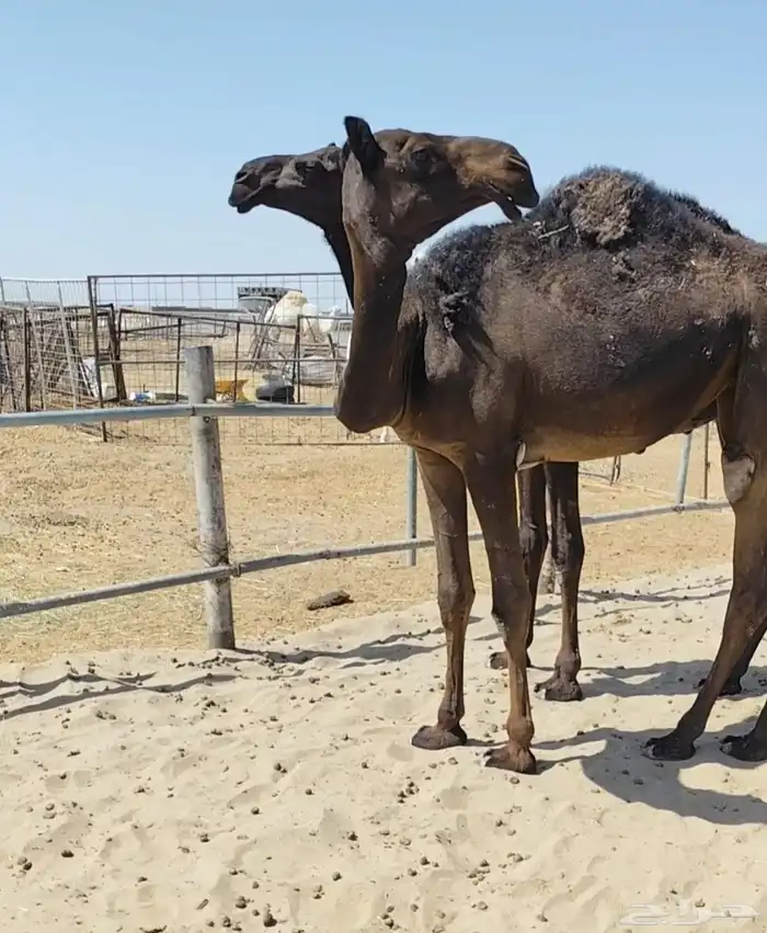 للبيع بكرتين مجاهيم كفو ورخاص 1