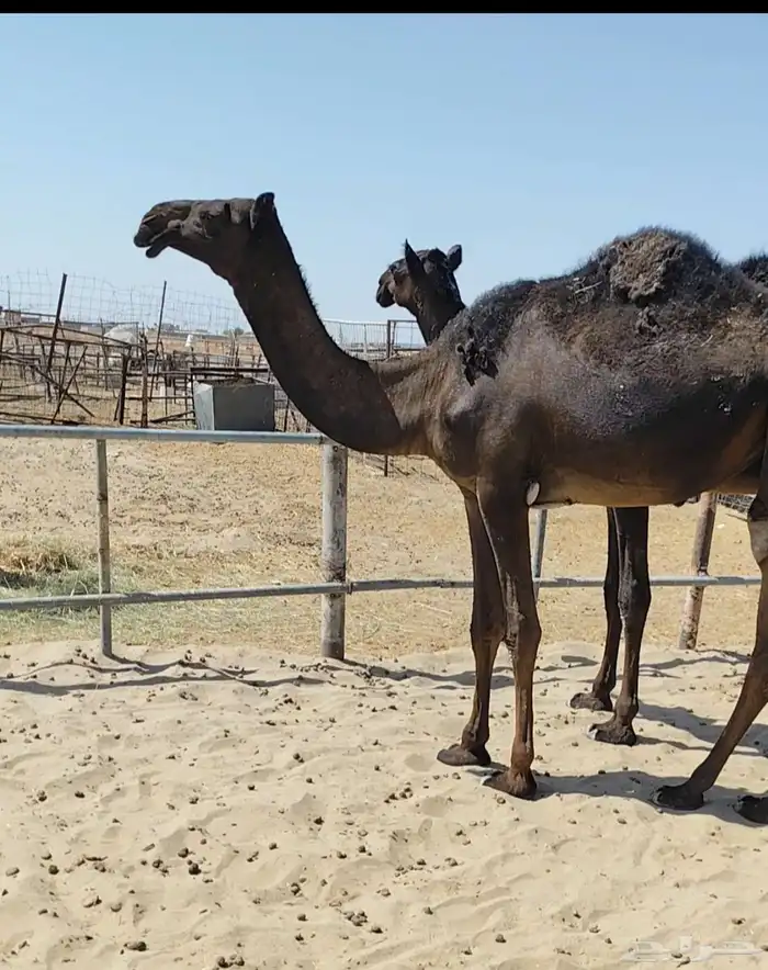 للبيع بكرتين مجاهيم كفو ورخاص 0