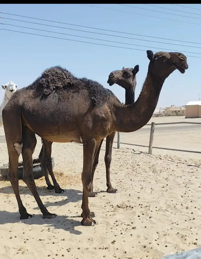 للبيع بكرتين مجاهيم كفو ورخاص 3